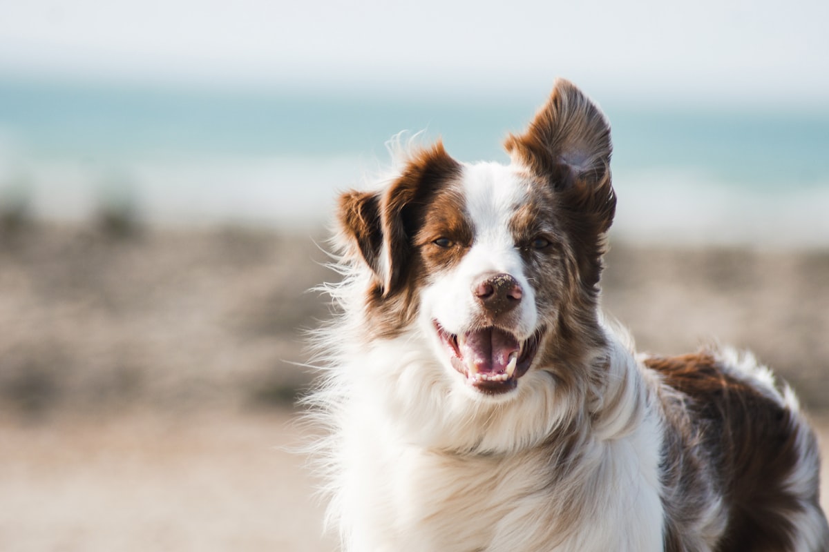 Best Dog Puzzle Feeders NZ (2026): Tested Brain Games for Mealtime