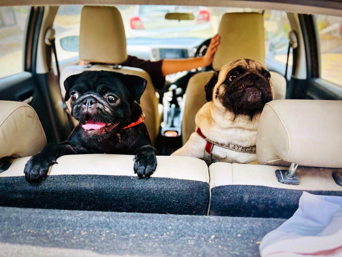 Best Pet Car Seats & Restraints in NZ (2026): Safe Travel Picks