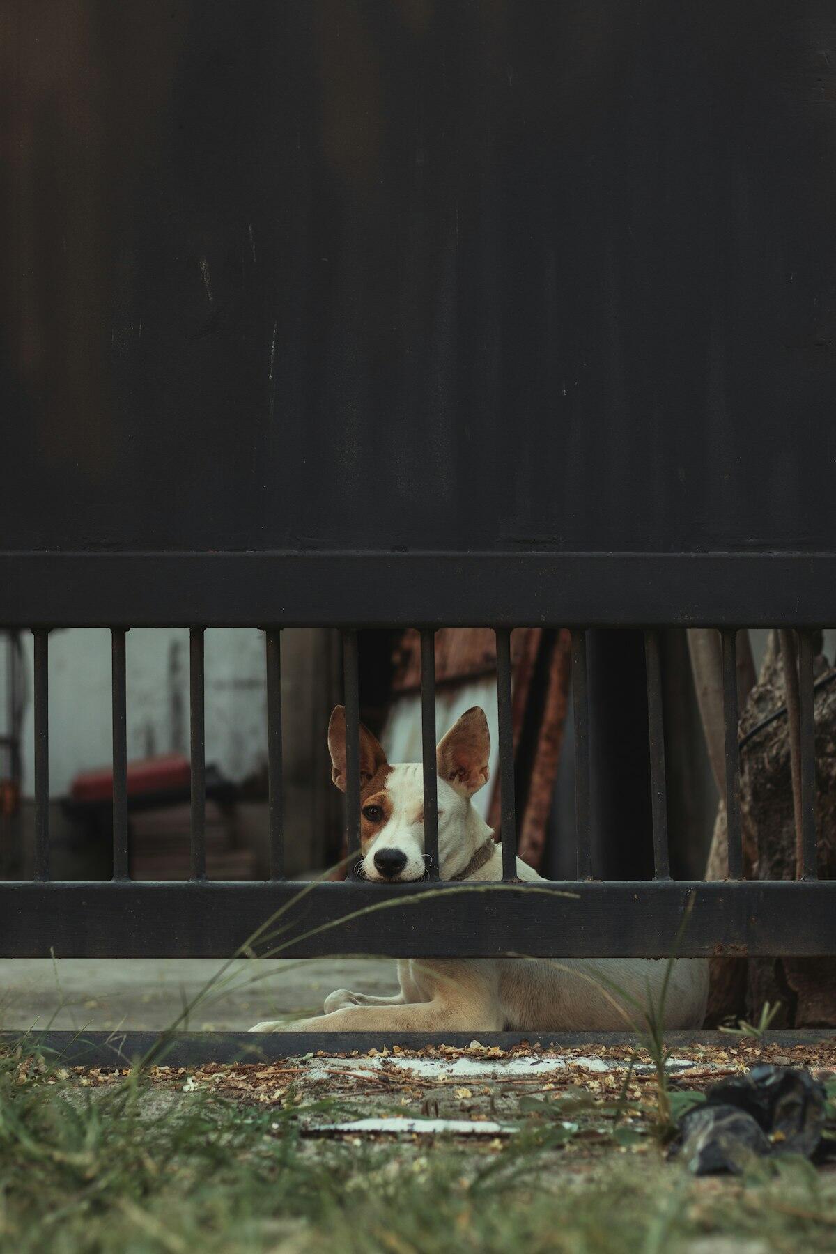 Best Pet Gates in NZ (2026): Tested Picks for Dogs & Cats