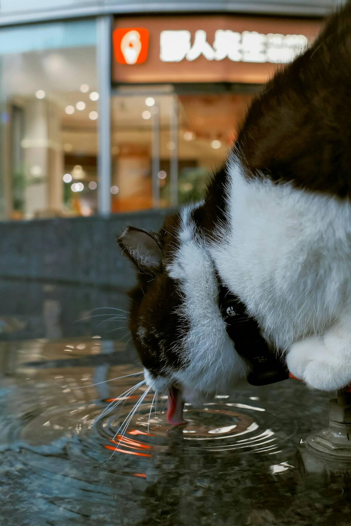 Best Pet Water Fountains in NZ (2026): Tested Picks for Cats & Dogs
